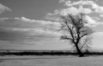 Lonely Tree