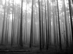 Misty Wood