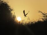 Bird Silhouette