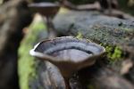 Forest Mushroom