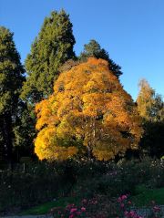 Autumn Colors
