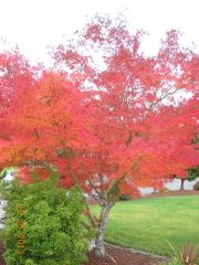 Autumn Colors