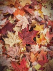Autumn Leaves