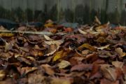 Autumn Leaves