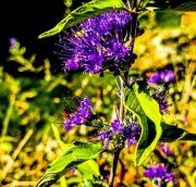 Bright Purple