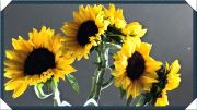 Daisies