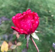 Dewdrops And Roses
