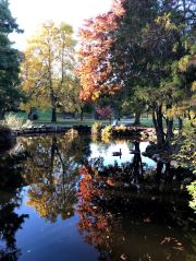 Fall Colors