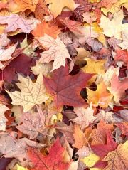 Leaves