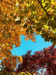 Looking Up Through The Leaves