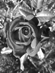 Red Rose Turned Black
