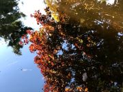 Reflection Pool