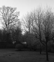 Winter Trees