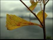 Single Leaf Left