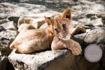 Cuddles With The Lion Cubs