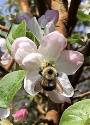 Bumblebee 