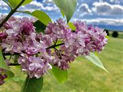 Lilacs In May