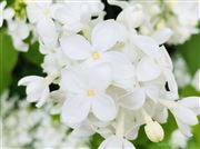 Spring Lilacs