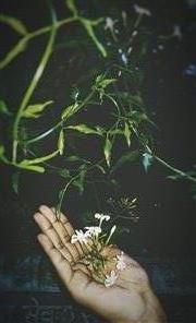 Handful Of Blossom