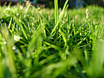 Bermuda Grass