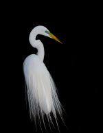 Egret
