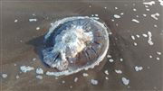 Sea Life After Waves Of The Sea