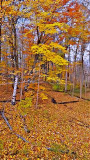 Autumn Fall In Toronto Zoo