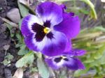 Lovely Color
