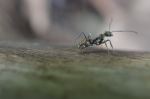 Ant