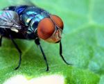 Fly