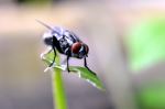 Fly 