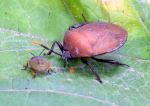 Insect