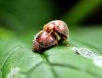 Insects