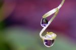 Raindrop