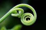 Tendrill