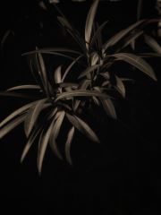 Autumn Leaves Under Moonlight 