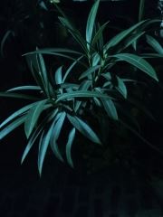 Under Moonlight 