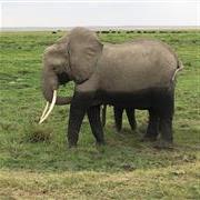 Amboseli National Park, Kenya Elephant 