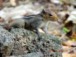 Vigilant Indian Palm Sqirrel