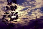 Lonely Fireweed 
