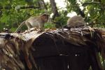 Monkey On A Hut Roof