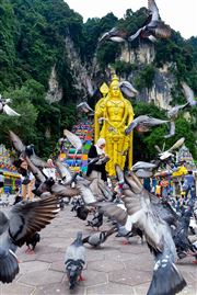Feed The Birds