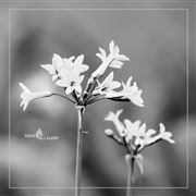 Flower In Monochrome