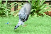 Flying Dove