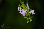 Flower After Rain Bath 