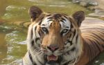 Eyes Of The Tiger