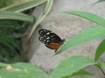 Butterfly On Leaf