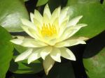 Lily Flower
