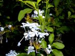 Beautiful Flower