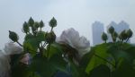 Blooming Flowers
